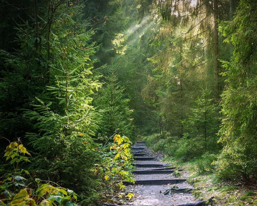 Waldbaden